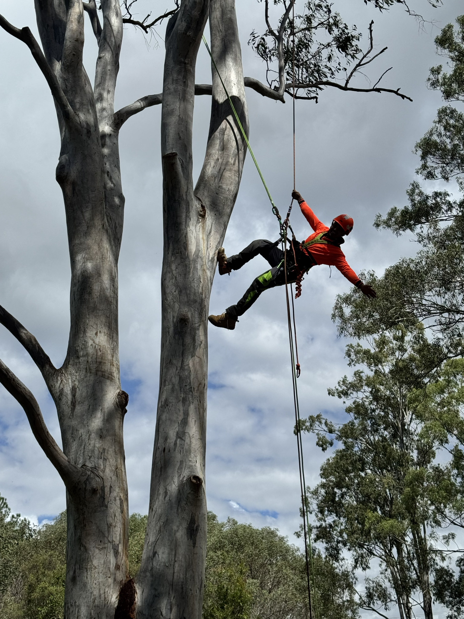 emergency tree removal brisbane